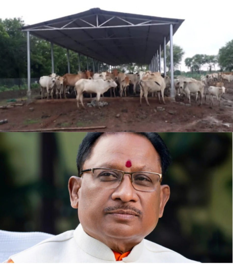 छत्तीसगढ़ में शुरू हुई 'गौधाम योजना', पशुधन सुरक्षा, नस्ल सुधार और ग्रामीण अर्थव्यवस्था को मिलेगा नया आधार  