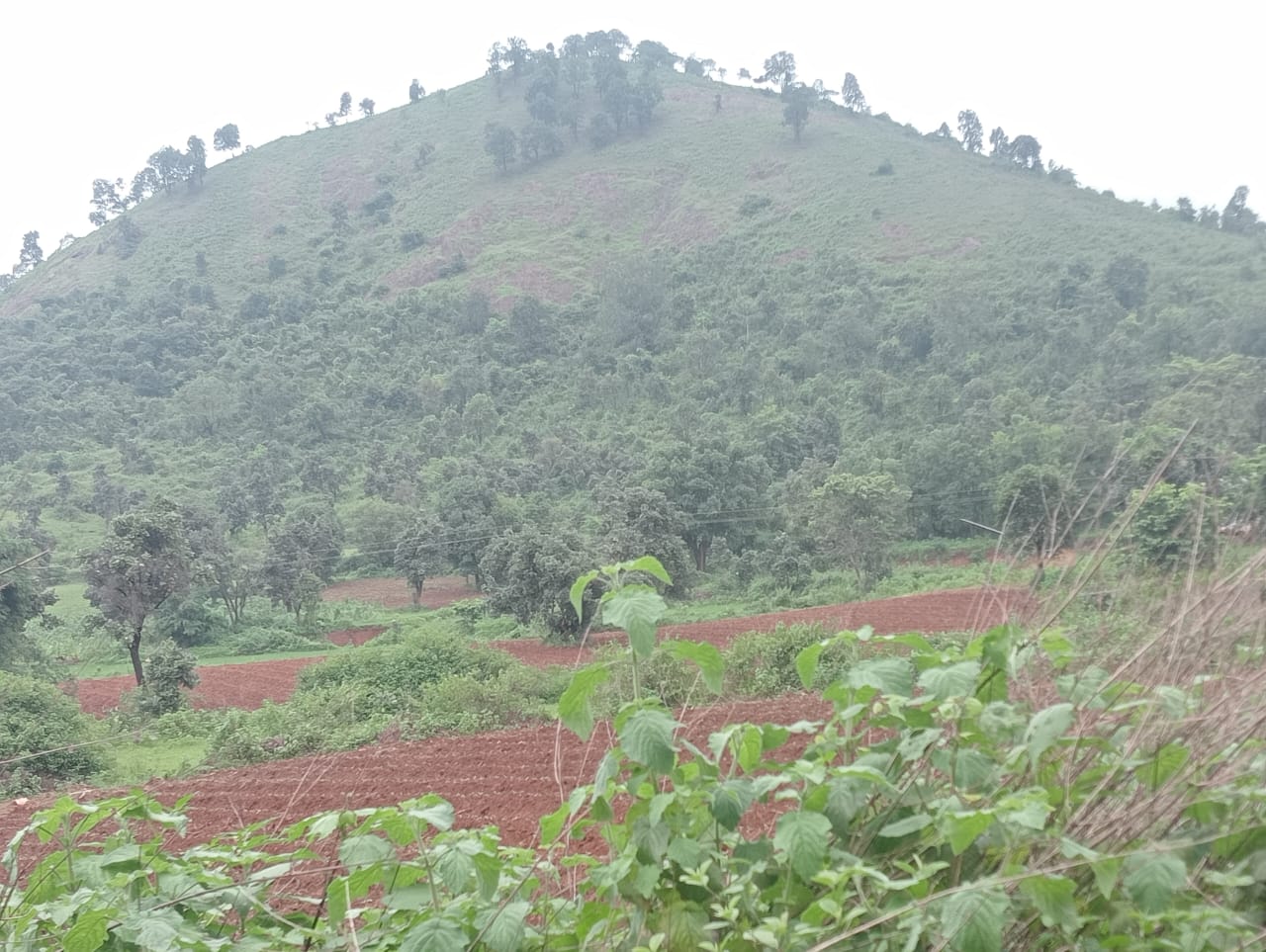 नाग पंचमी पर कल लगेगी स्वयं प्रकट नाग  मंदिर कुरो पहाड़ में मेला , हजारों की संख्या में पहुंचते हैं श्रद्धालु 