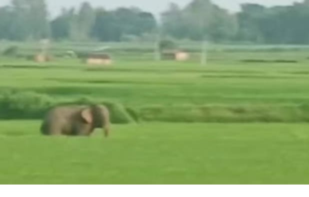 जंगली हाथी ने बुजुर्ग महिला को उतारा मौत के घाट, शहर के नजदीक गजराज के पहुंचने से सरहदी इलाके में भी दहशत का माहौल